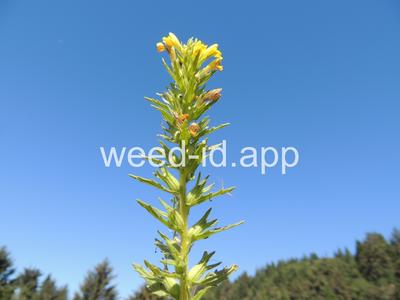 parentucellia, yellow