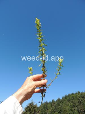 parentucellia, yellow