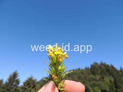 parentucellia, yellow