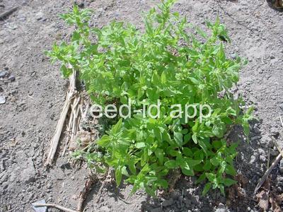 pellitory, Pennsylvania