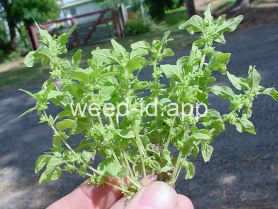 pellitory, Pennsylvania