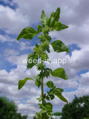 pellitory, Pennsylvania