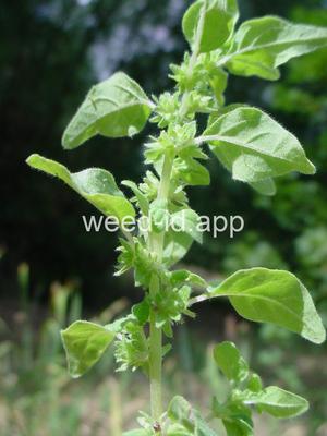 pellitory, Pennsylvania