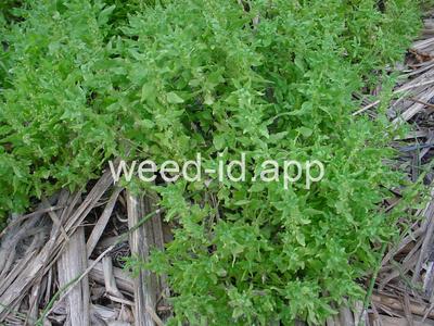 pellitory, Pennsylvania