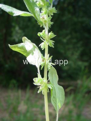 pellitory, Pennsylvania