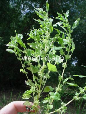 pellitory, Pennsylvania