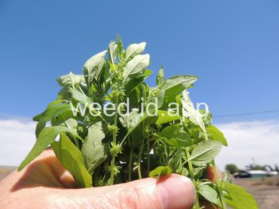 pellitory, Pennsylvania