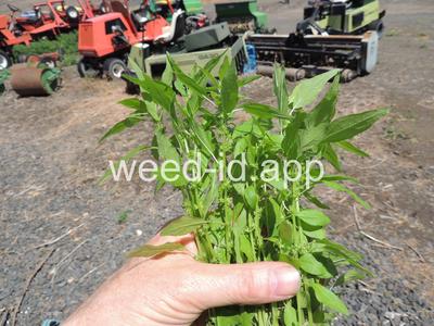 pellitory, Pennsylvania