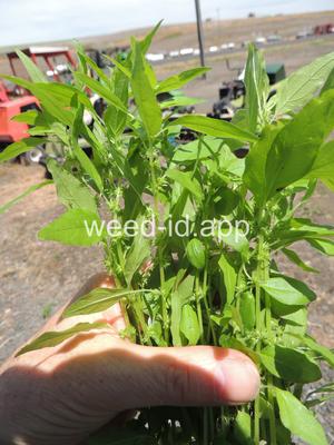 pellitory, Pennsylvania