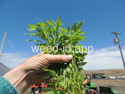 pellitory, Pennsylvania