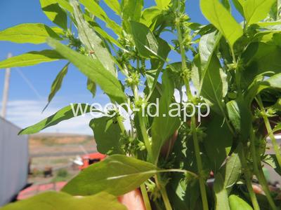 pellitory, Pennsylvania