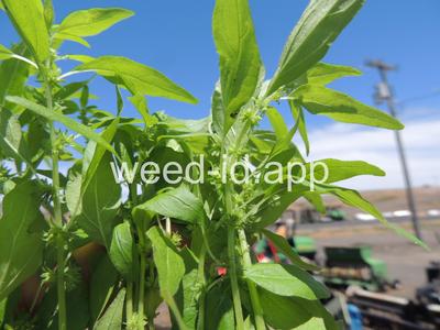 pellitory, Pennsylvania