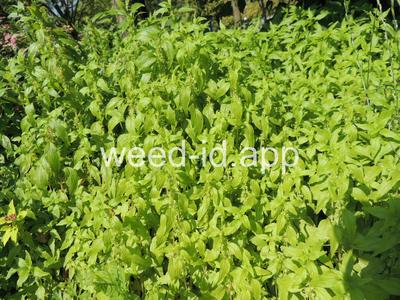 pellitory, Pennsylvania