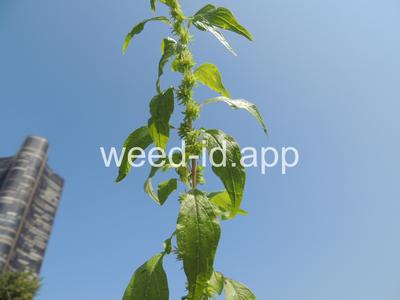 pellitory, Pennsylvania