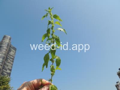 pellitory, Pennsylvania