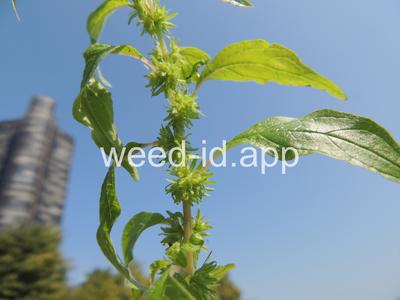 pellitory, Pennsylvania