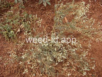 parthenium, ragweed