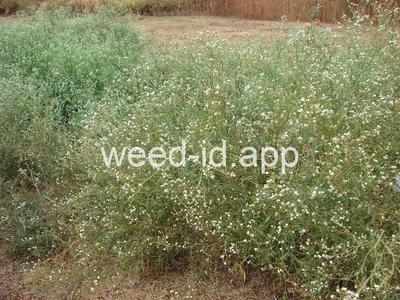 parthenium, ragweed