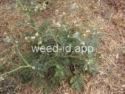 parthenium, ragweed