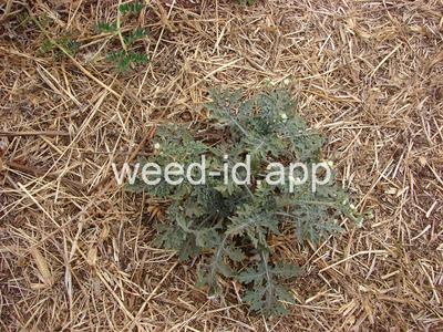 parthenium, ragweed