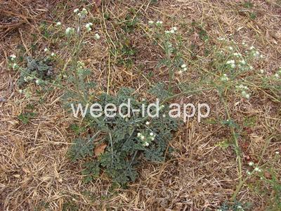 parthenium, ragweed