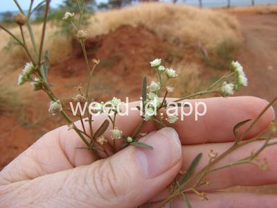 parthenium, ragweed
