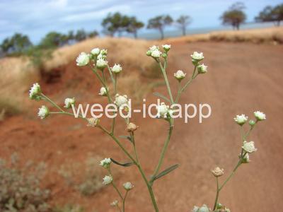 parthenium, ragweed