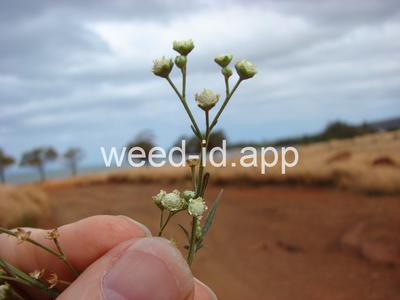 parthenium, ragweed