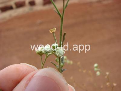 parthenium, ragweed