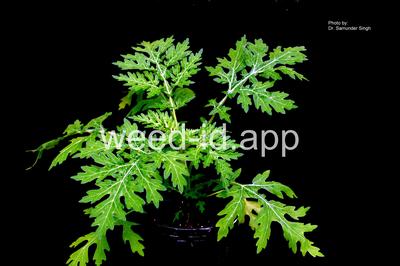 parthenium, ragweed