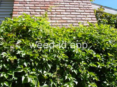 Parthenocissus inserta