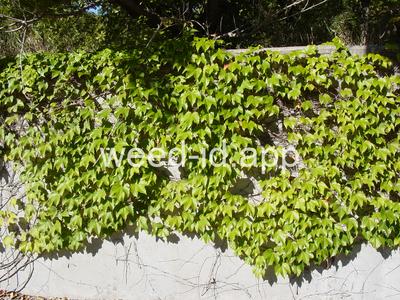 Parthenocissus tricuspidata