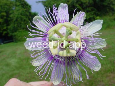 passionflower, maypop