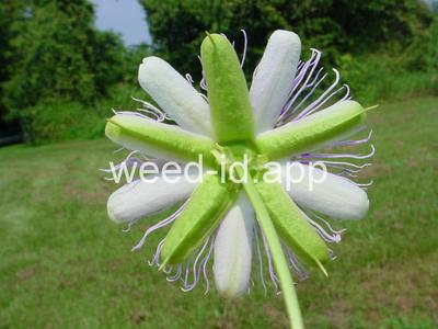 passionflower, maypop