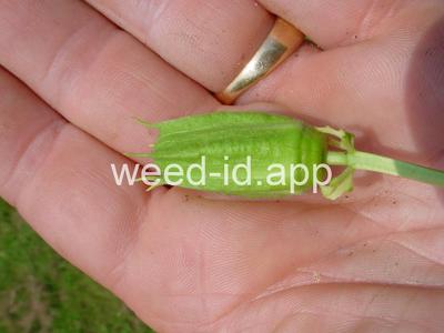 passionflower, maypop