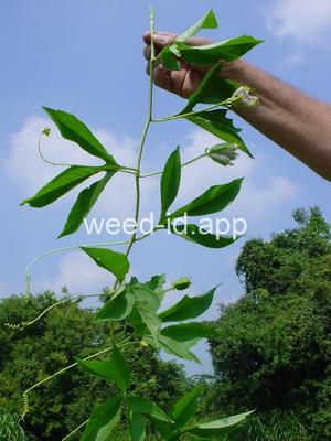 passionflower, maypop