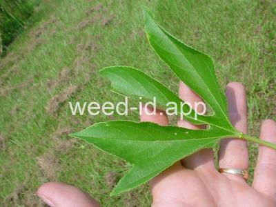 passionflower, maypop