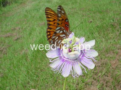 passionflower, maypop