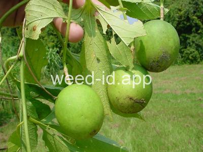 passionflower, maypop