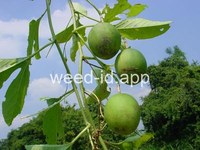 passionflower, maypop