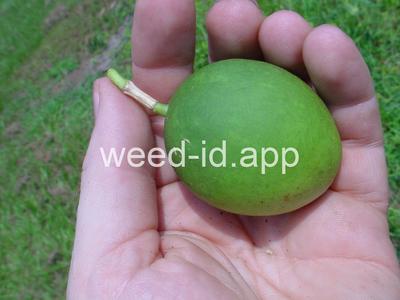 passionflower, maypop