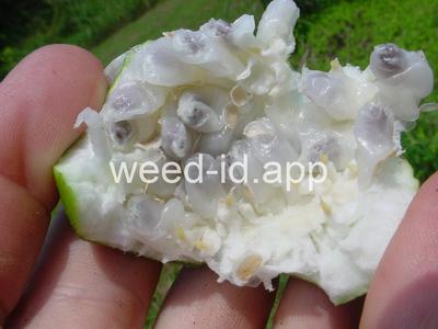 passionflower, maypop