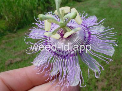 passionflower, maypop