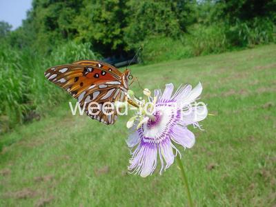 passionflower, maypop