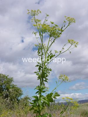 parsnip, wild
