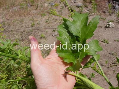parsnip, wild
