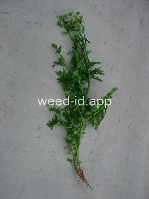 parsnip, wild