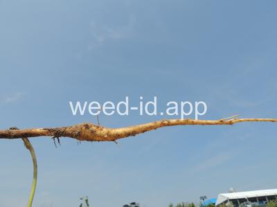 parsnip, wild