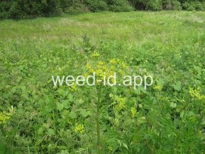 parsnip, wild
