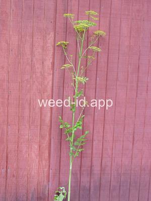 parsnip, wild